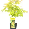 Japanse esdoorn orange dream p19 h50|ohgreen Sale
