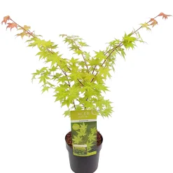 Japanse esdoorn summer gold p19 h55|ohgreen Online