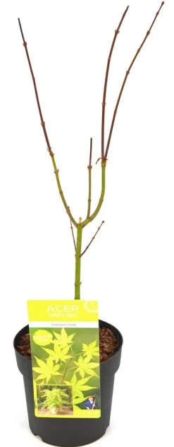 Japanse esdoorn summer gold p19 h55|ohgreen Online