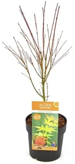 Japanse esdoorn wilsons p19 h55|ohgreen Best