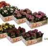 Kalanchoë Gardenlina 6-pack|ohgreen