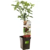 Kers patioboompje prunus avium lapins|ohgreen Outlet