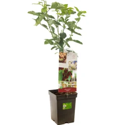 Kers patioboompje prunus avium lapins|ohgreen Outlet