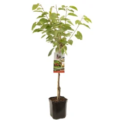 Kers prunus avium regina laagstam|ohgreen New