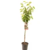 Kers prunus avium stella halfstam|ohgreen New