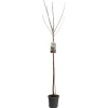 Kers prunus avium sunburst hoogstam|ohgreen Best