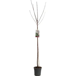 Kers prunus avium sunburst hoogstam|ohgreen Best