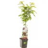 Kers prunus avium sylvia zuilvorm|ohgreen Outlet