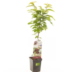 Kers prunus avium sylvia zuilvorm|ohgreen Outlet