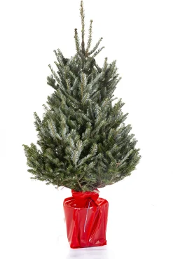 Kerstboom Abies Fraseri in pot|ohgreen Best