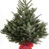 Kerstboom Abies Nordman in pot 100-125 cm|ohgreen