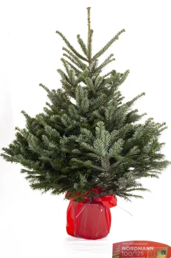 Kerstboom Abies Nordman in pot 100-125 cm|ohgreen