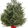 Kerstboom Abies Nordmann in pot 150-175 cm|ohgreen Clearance