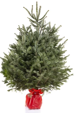 Kerstboom Abies Nordmann in pot 150-175 cm|ohgreen Clearance