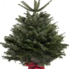 Kerstboom Abies Nordmann in pot 125-150 cm|ohgreen Best