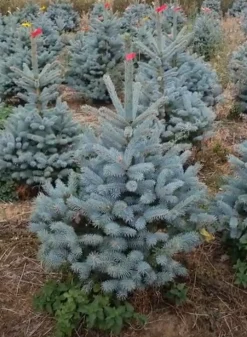 Kerstboom Picea pungens (Blauwspar)|ohgreen Sale