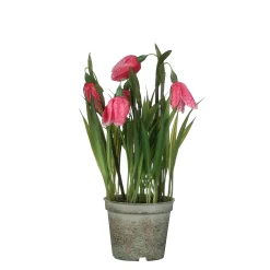 Kievitsbloem in roze plastic pot - h23xd8,5cm|ohgreen Clearance