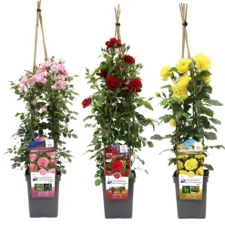 Klimroos|ohgreen Clearance