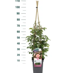 Klimroos Rosa 'Prince Jardinier'|ohgreen Clearance