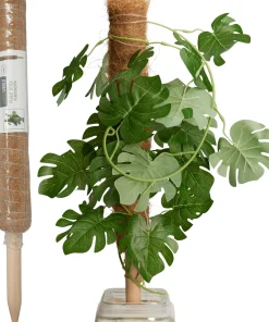 Kokosplantenstok|ohgreen Hot