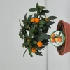 Kumquat ciotola|ohgreen New