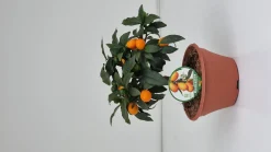 Kumquat ciotola|ohgreen New