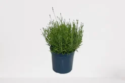 Lavendel p18|ohgreen Sale