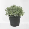 Lavendel struik in pot|ohgreen Hot