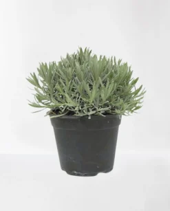 Lavendel struik in pot|ohgreen Hot