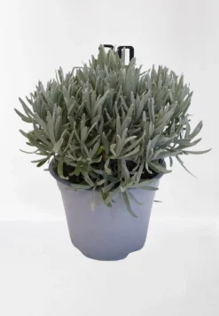 Lavendel struik in pot|ohgreen Hot