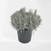 Lavendel struik in pot|ohgreen Online