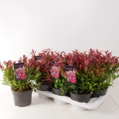 Leucothoe axillaris Zeblid ( Druifheide )|ohgreen Outlet