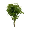 Liquidambar styraciflua|ohgreen Sale