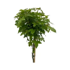 Liquidambar styraciflua|ohgreen Sale