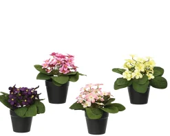 Madeliefje|ohgreen Hot