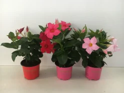 Mandevilla p10,5 lang bloeiend|ohgreen Sale