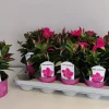 Mandevilla roze p10,5 lang bloeiend|ohgreen Sale