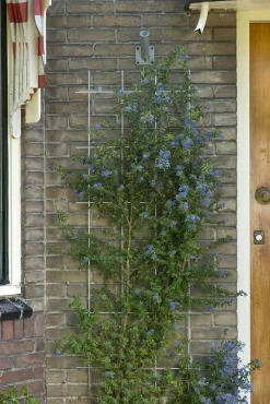 Metalen klimrek groen|ohgreen Hot