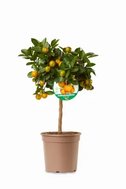 Mini citrusboom p20 h70-80|ohgreen Online