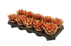 Miranda colo bronze|ohgreen Best