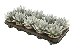 Miranda coloured silver|ohgreen