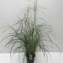 Miscanthus sinensis Flamingo ( Prachtriet )|ohgreen Outlet