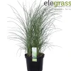 Miscanthus sinensis Gracillimus ( Prachtriet of Reuzenriet )|ohgreen Discount