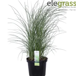Miscanthus sinensis Gracillimus ( Prachtriet of Reuzenriet )|ohgreen Discount