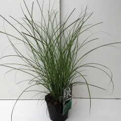 Miscanthus sinensis Gracillimus ( Scherpgroen )|ohgreen Clearance