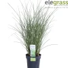 Miscanthus sinensis Gracillimus ( Prachtriet )|ohgreen Clearance