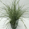Miscanthus sinensis Little Zebra ( Prachtriet )|ohgreen Outlet