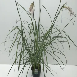Miscanthus sinensis Malepartus ( Prachtriet )|ohgreen