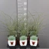 Miscanthus sinensis mornin light|ohgreen Sale