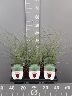 Miscanthus sinensis mornin light|ohgreen Sale